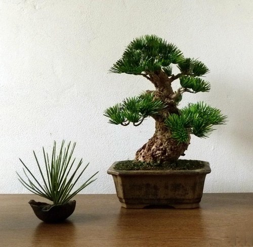 Napodobenina bonsaje - určená pro interier