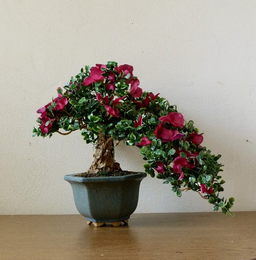 Kvetoucí bonsaj, která nikdy neopadá